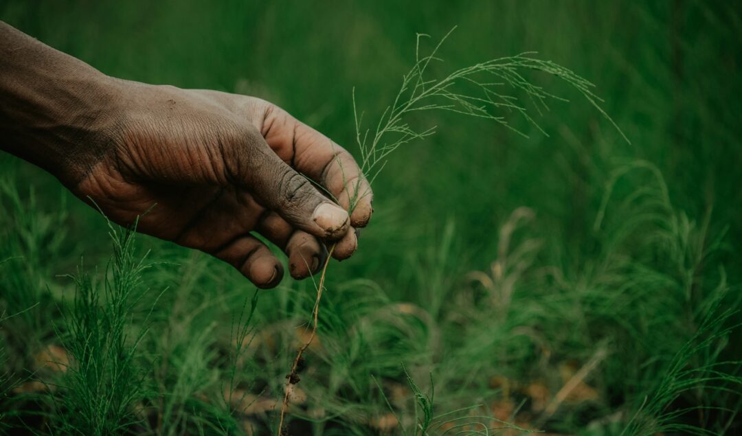 Person touching a plant